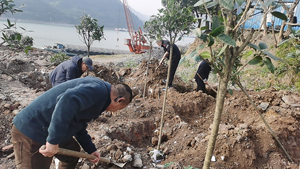 6600eb9b2b603.jpg 云陽(yáng)植樹(shù)2.jpg